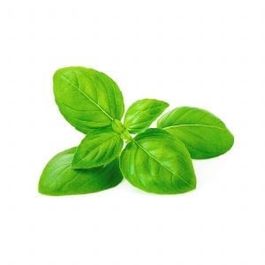 Basil